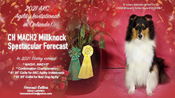 Forecast Collies -- CH MACH2 Millknock Spectacular Forecast