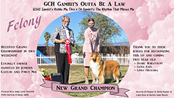 Gambit Collies -- GCH Gambit's Outta Be A Law