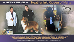 Heatherfield Collies -- CH Heatherfield Queen Of Harts