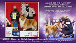 Heatherfield Collies -- GCHS Heatherfield Purple Hearts Blumatra and Sarah Fox