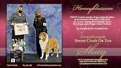 Honeyblossom Collies -- Honeyblossom Secret Crush On You