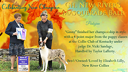 New River Collies -- CH New River's Masquerade Ball