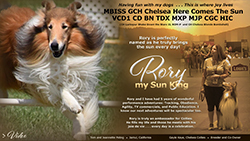 Tom and Jeannette Poling / Gayle Kaye, Chelsea Collies -- GCH Chelsea Here Comes The Sun VCD1 CD BN TD MXP MJP CGC HIC 