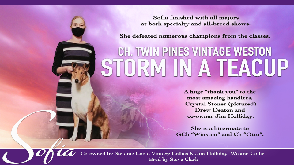 Vintage Collies / Weston Collies -- CH Twin Pines Vintage Weston Storm In A Teacup