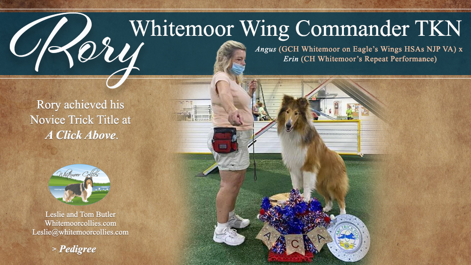 Whitemoor Collies -- Whitemoor Wing Commander TKN