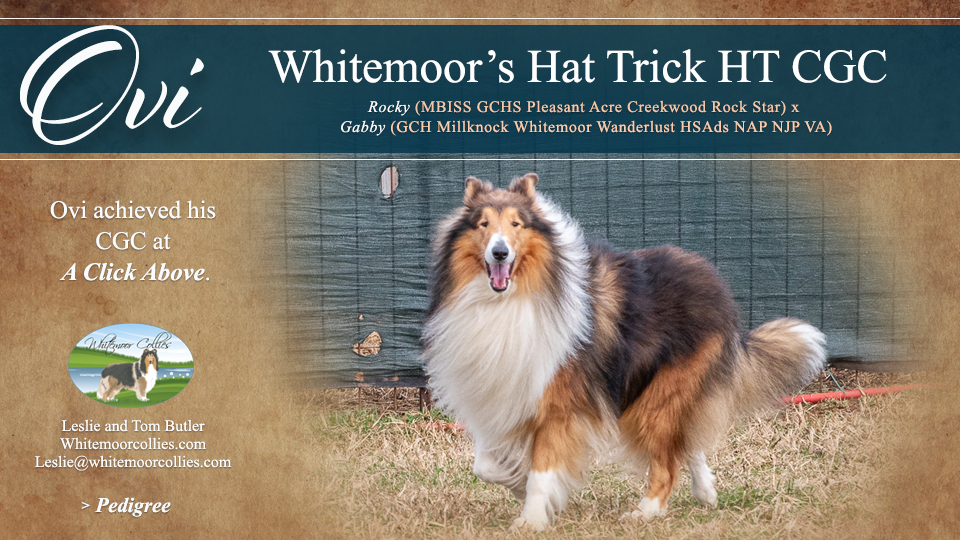 Whitemoor Collies -- Whitemoor's Hat Trick HT CGC