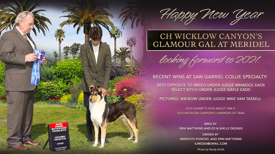 Wicklow Collies -- CH Wicklow Canyon's Glamour Gal At Meridel