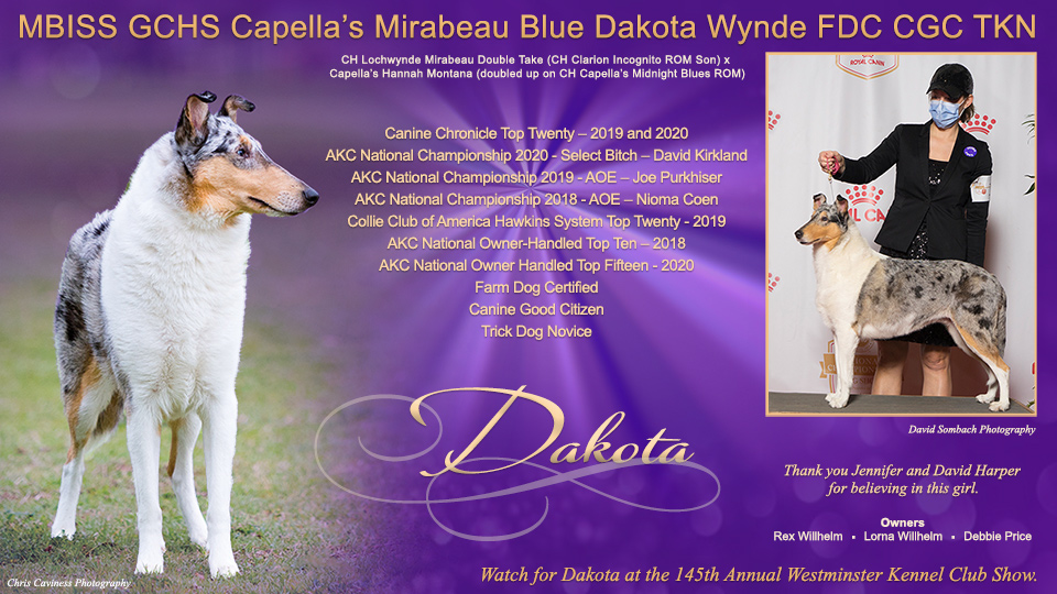 Rex and Lorna Willhelm -- GCHS Capella's Mirabeau Blue Dakota Wynde FDC CGC TKN