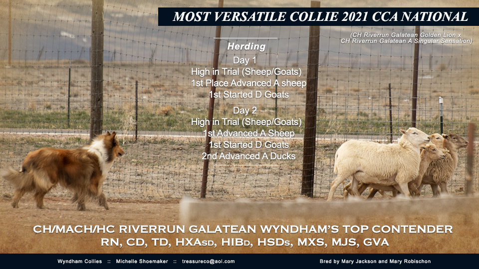 Wyndham Collies -- CH/MACH/HC Riverrun Galatean Wyndham's Top Contender RN CD TD HXAsd HIBd HSDs MXS MJS GVA