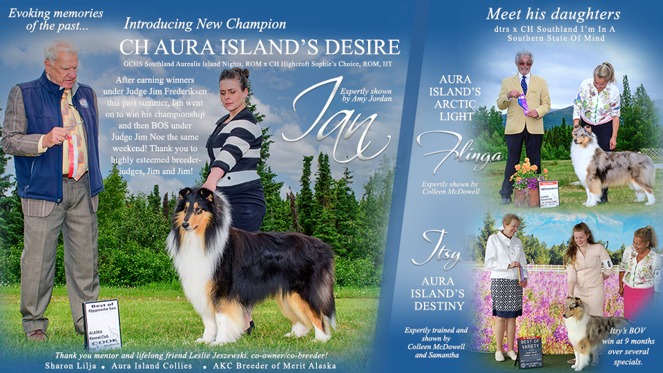 Aura Island Collies -- CH Aura Island's Desire / Aura Island's Arctic Light / Aura Island's Destiny
