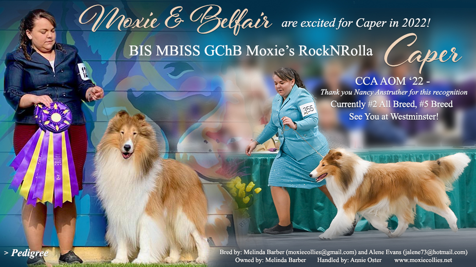 Moxie Collies / Belfair Collies -- GCHB Moxie's RockNRolla
