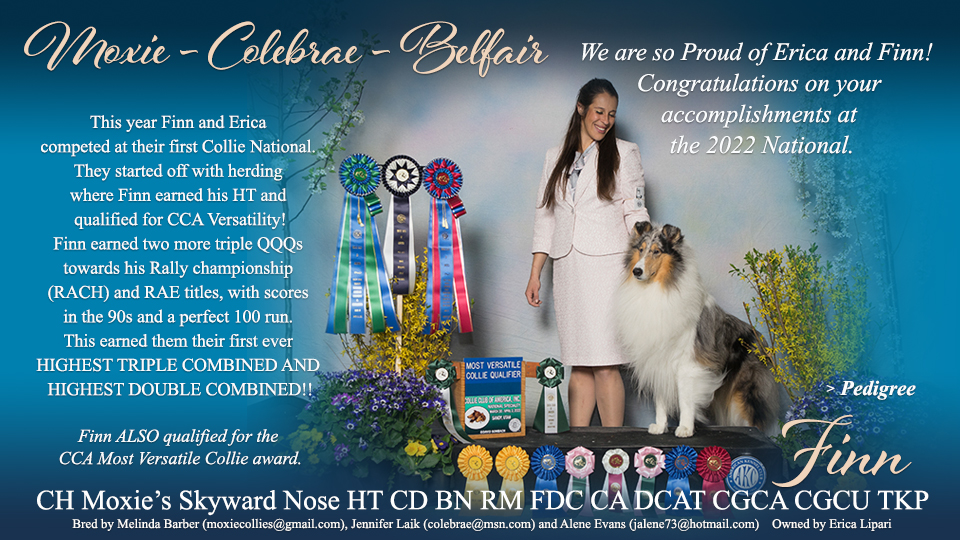 Moxie Collies / Colebrae Collies / Belfair Collies -- CH Moxie's Skyward Nose HT CD BN RM FDC CA DCAT CGCA CGCU TKP