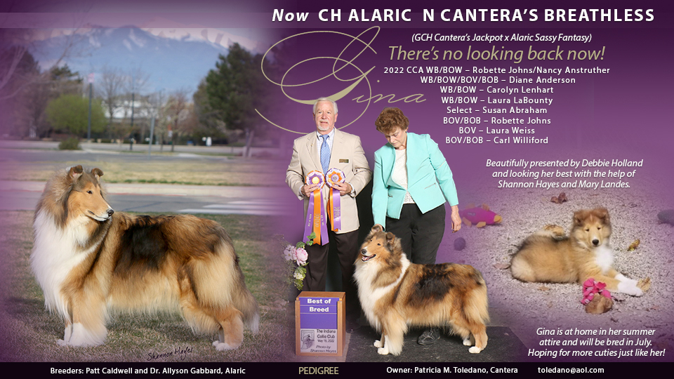 Cantera Collies -- CH Alaric N Cantera's Breathless