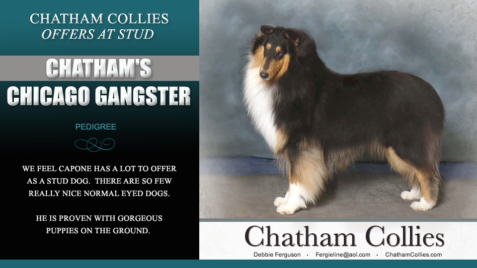 Chatham Collies -- Chatham's Chicago Gangster