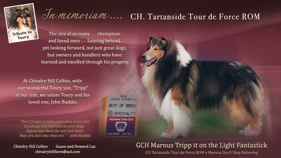 Chivalry Hill Collies -- Tribute To Toury / GCH Marnus Tripp it on the Light Fantastick