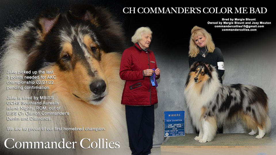 Commander Collies -- CH Commander's Color Me Bad