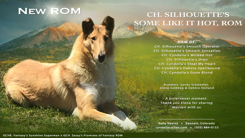 Cyndella Collies -- CH Silhouette's Some Like It Hot, ROM