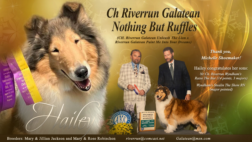 Riverrun Collies / Galatean Collies -- CH Riverrun Galatean Nothing But Ruffles