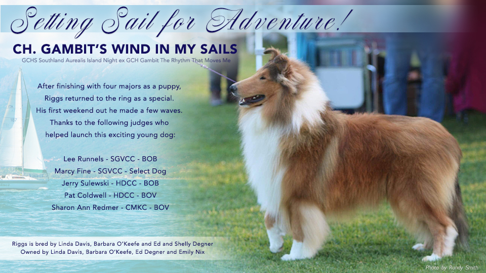 Gambit Collies -- CH Gambit's Wind In My Sails