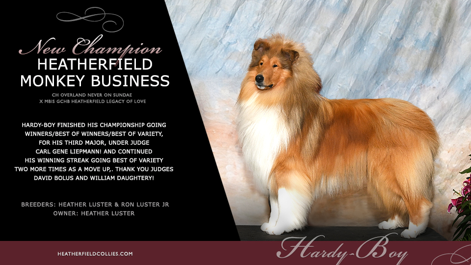 Heatherfield Collies -- CH Heatherfield Monkey Business