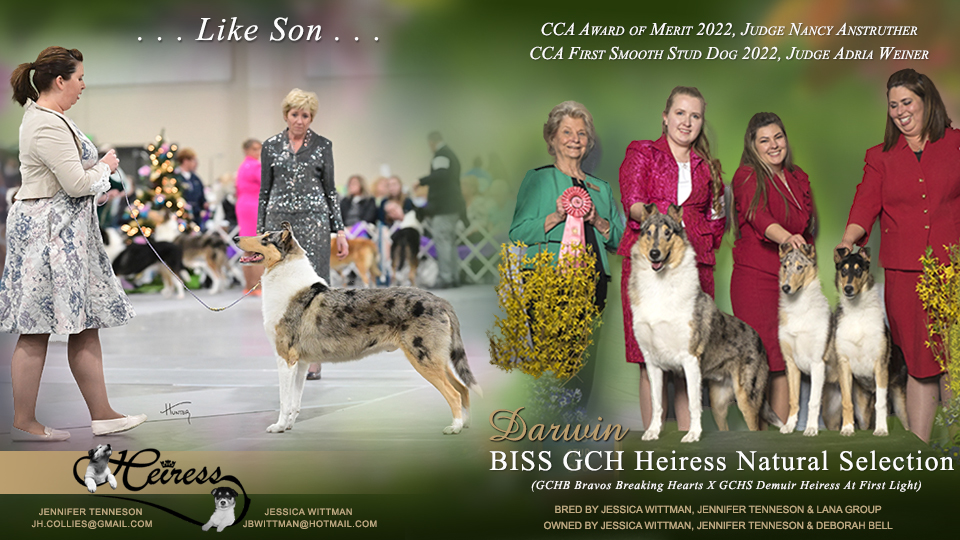 Heiress Collies -- GCH Heiress Natural Selection