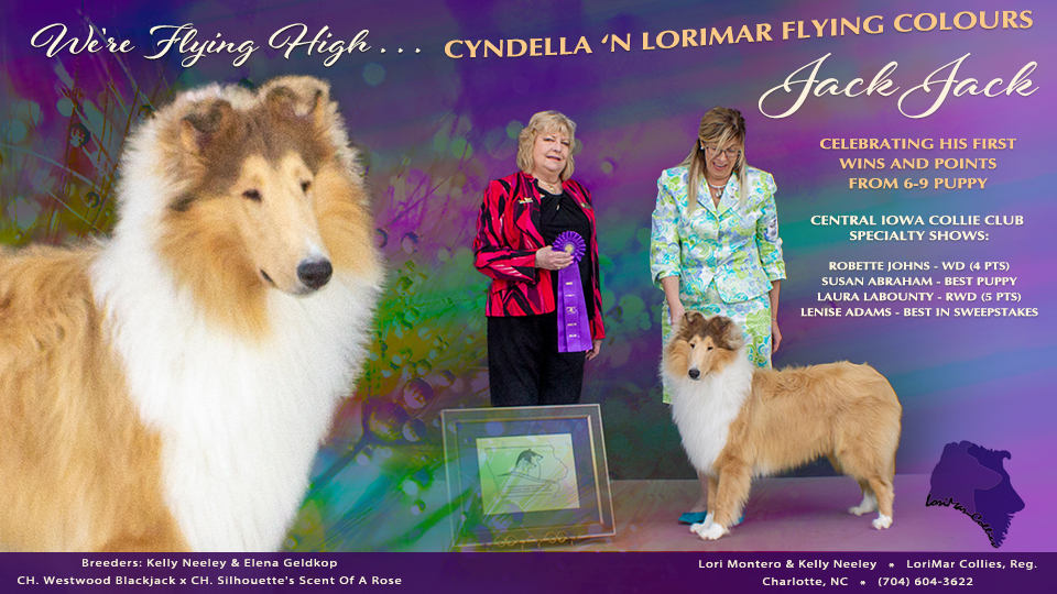 LoriMar Collies / Cyndella Collies -- Cyndella 'N Lorimar Flying Colours