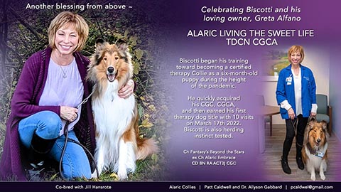 Alaric Collies -- Alaric Living The Sweet Life TDCN CGCA