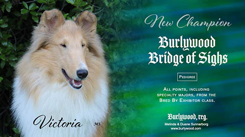 Burlywood Collies -- CH Burlywood Bridge Of Sighs