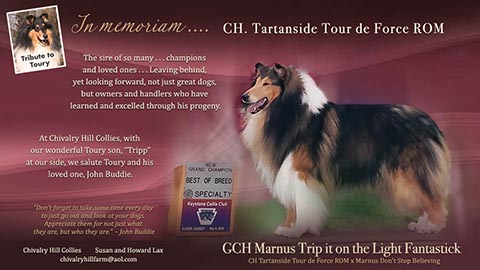 xxChivalry Hill Collies -- Tribute To Toury / GCH Marnus Trip it on the Light Fantastick