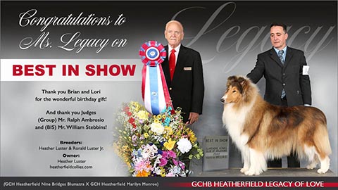 Heatherfield Collies -- GCHB Heatherfield Legacy Of Love