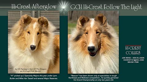 Hi-Crest Collies -- Hi-Crest Afterglow / GCH Hi-Crest Follow the Light