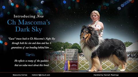 Mascoma Collies -- CH Mascoma's Dark Sky