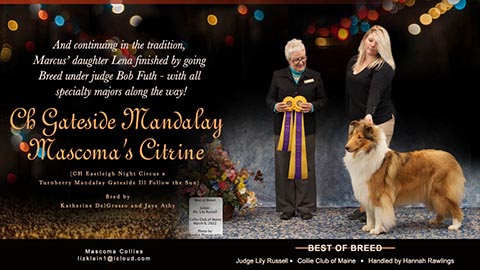 Mascoma Collies -- CH Gateside Mandalay Mascoma's Citrine