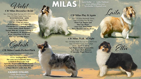 Milas Collies -- CH Milas December Bride, CH Milas Play It Again, CH Milas Cando Perfect Pitch, CH Milas Walk At Night