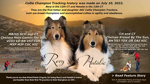 Tom and Jeannette Poling / Gayle Kaye, Chelsea Collies -- GCH CT Chelsea Here Comes the Sun, VCD1 CD BN VST TDX MXP MJP CGC HIC / CH  CT Chelsea Kissed By The Sun, BN VST TDX OA OAJ HIC