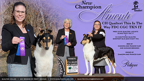 Qualteri Collies -- CH Qualteri This Is The Way FDC CGC TKN IT