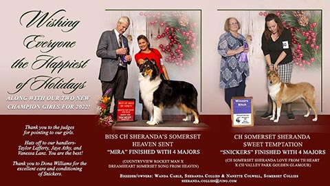 Sheranda Collies / Somerset Collies -- CH Sheranda's Somerset Heaven Sent / CH Somerset Sheranda Sweet Temptation