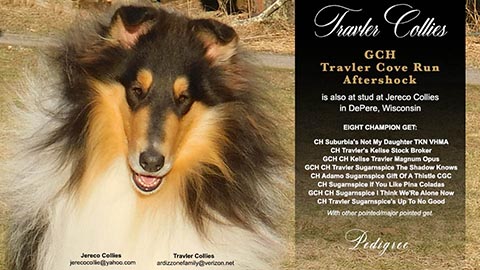 Travler Collies -- GCH Travler Cove Run Aftershock