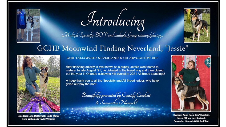 Moonwind Collies -- GCHB Moonwind Finding Neverland