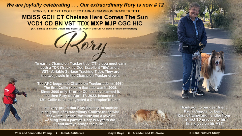 Tom and Jeannette Poling / Gayle Kaye, Chelsea Collies -- GCH CT Chelsea Here Comes The SunVCD1 CD BN VST TDX MXP MJP CGC HIC