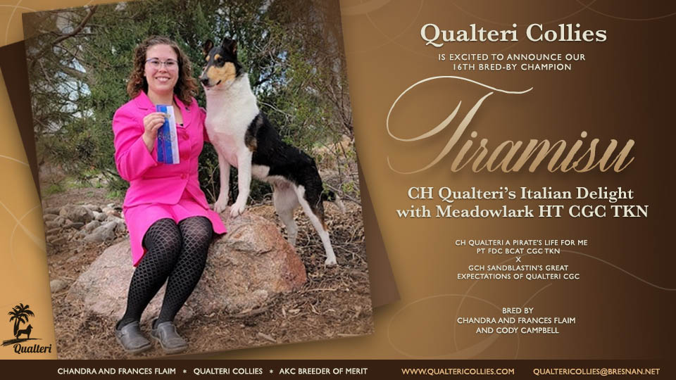 Qualteri Collies -- CH Qualteri's Italian Delight With Meadowlark HT CGC TKN