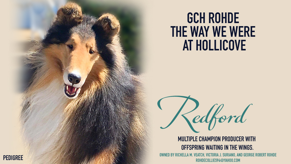 Hollicove Collies / Tiamo Collies / Rohde Collies -- GCH Rohde The Way We Were At Hollicove