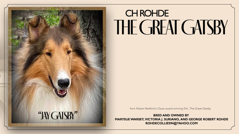 Tiamo Collies / Rohde Collies -- CH Rohde The Great Gatsby