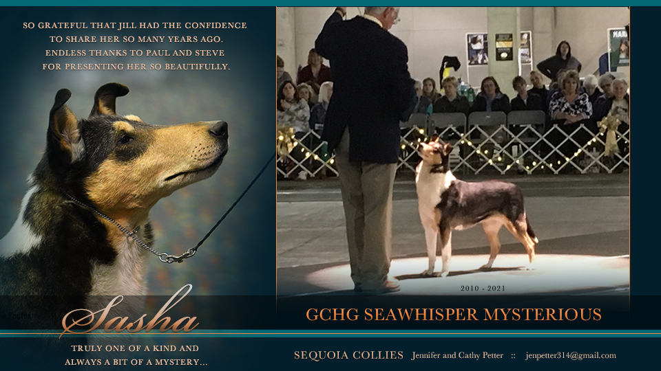 Sequoia Collies -- In Memory of GCHG Seawhisper Mysterious