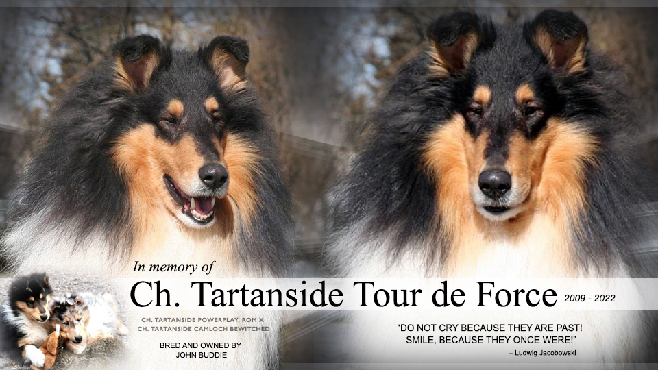 Collies Online Homepage