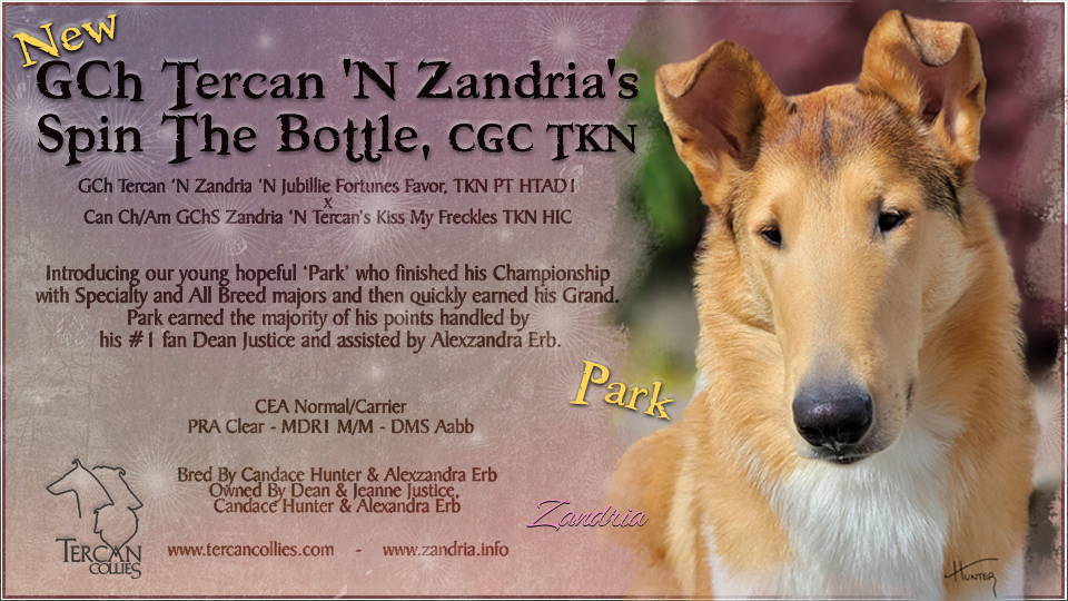 Tercan Collies / Zandria Collies -- GCH Tercan 'N Zandria's Spin The Bottle CGC TKN