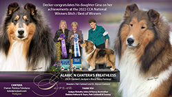 Cantera Collies -- Alaric N Cantera's Breathless