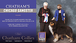 Chatham Collies -- Chatham's Chicago Gangster