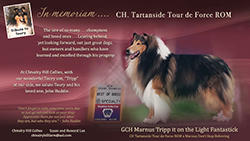 Chivalry Hill Collies -- Tribute To Toury / GCH Marnus Tripp it on the Light Fantastick