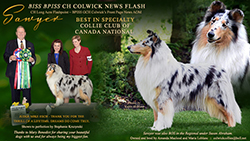 Colwick Collies -- CH Colwick's News Flash